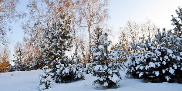 winter forest