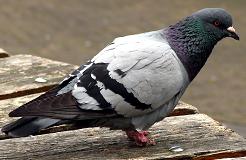 pigeon