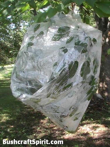 collecting water from leaf evaporation with plastic bag