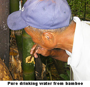 bamboo water